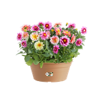 green basics schaal 27cm mild terra